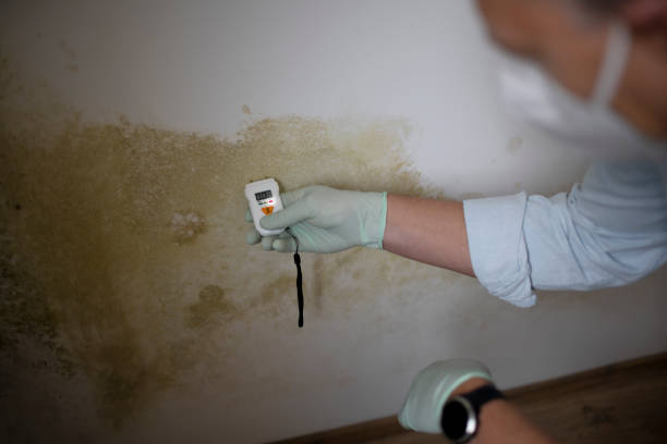 Best Residential Mold Remediation in Graniteville, SC
